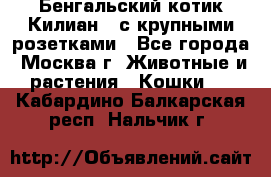 Бенгальский котик Килиан , с крупными розетками - Все города, Москва г. Животные и растения » Кошки   . Кабардино-Балкарская респ.,Нальчик г.